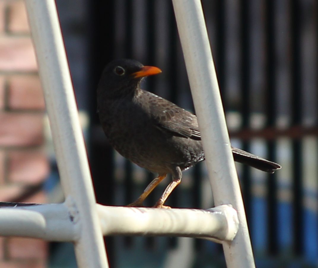 IMG_9287 Pajaro Negro